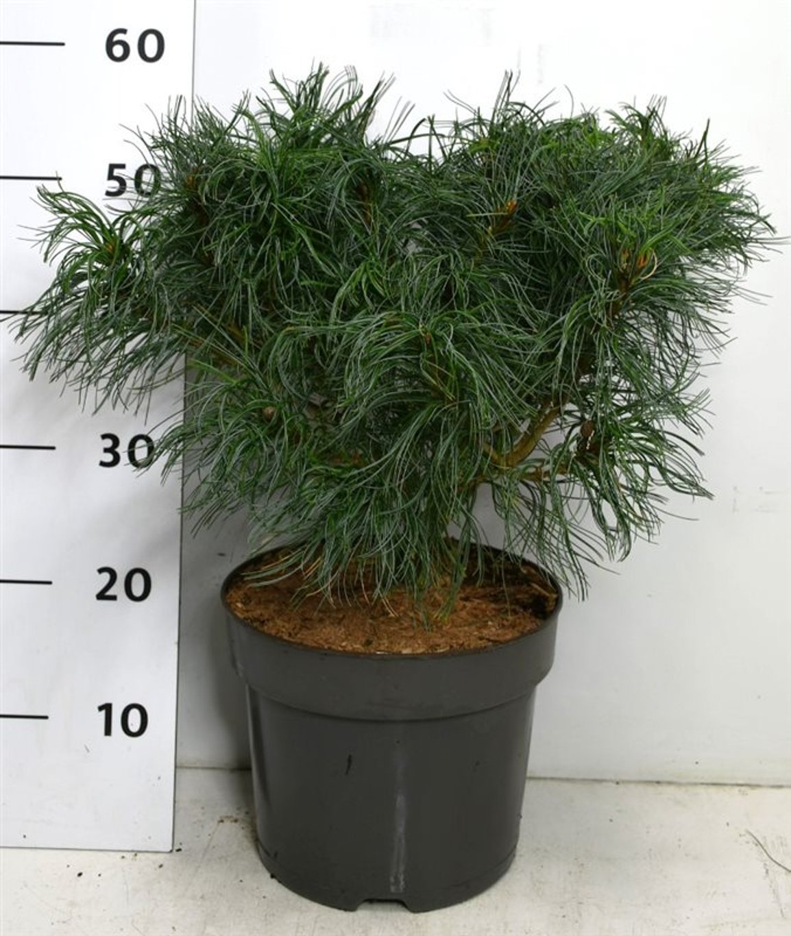 Pinus strobus 'Tiny Kurls' - C7.5 30-40 CM